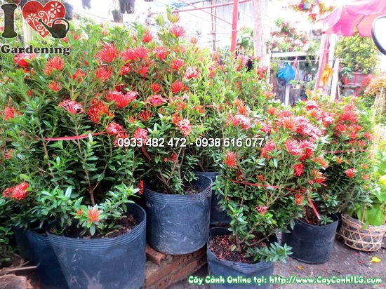 Cây mẫu đơn đỏ lớn 60cm - tán lá xanh hoa đỏ rực