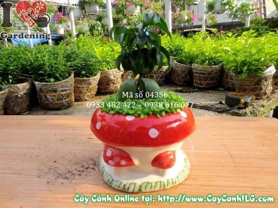 Cây may mắn cẩm thạch cao 10cm – Ms 04356 tại ILG