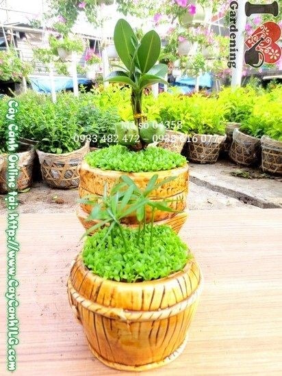 Đặc điểm cây May Mắn Song Đôi 15cm trồng trong chậu