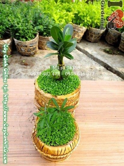 Cây May Mắn Song Đôi đặt trong nhà ánh sáng tán xạ