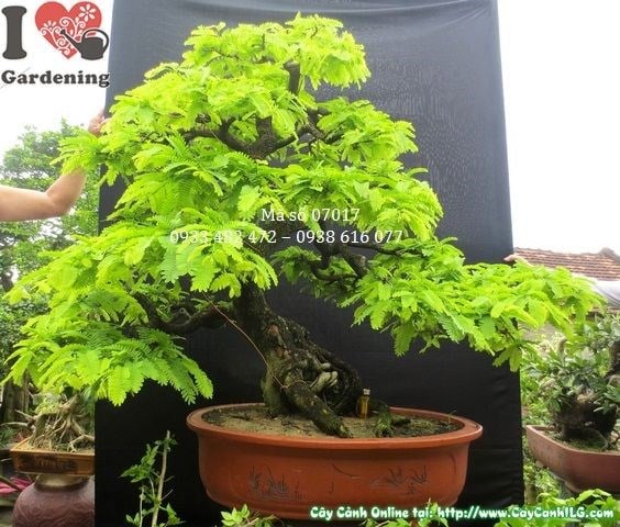 Cây me bonsai già dáng đẹp cao 1m hoành 41cm Ms 07017 - mặt chính diện 1