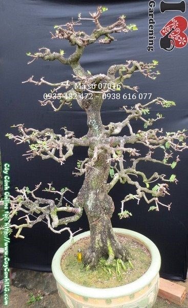 Me bonsai dáng trực già cỗi tán cân xứng