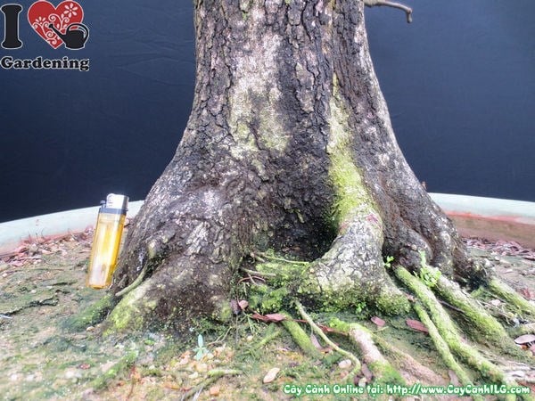 Chăm sóc cây me bonsai già dáng trực kích thước lớn
