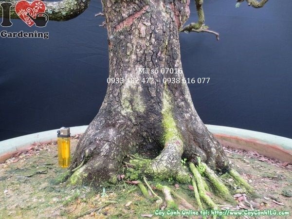Me bonsai già dáng trực tầm vóc lớn cao 140cm