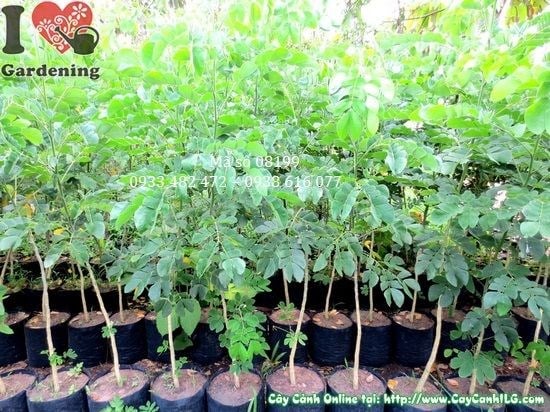 Cây me tây giống cao 1,4m tại vườn ILG