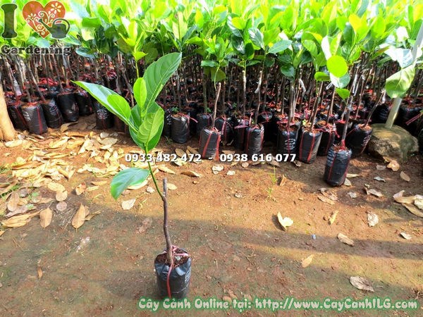 Đặc điểm cây mít siêu sớm giống 50cm