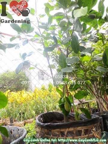 Cây mít thái cao 1,3m trồng tại vườn – Ms 05832