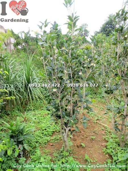 Cây mộc hương tán đẹp, phù hợp trồng sân vườn
