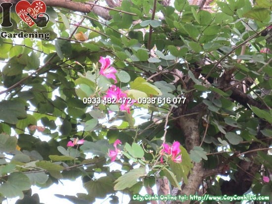 Cây Móng Bò trồng cảnh quan khuôn viên