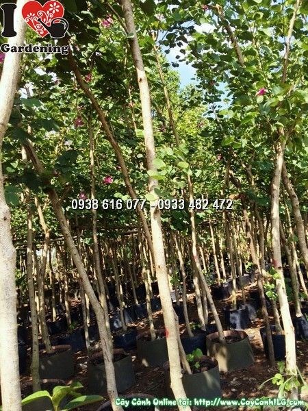 hoa cây móng bò trắng đẹp