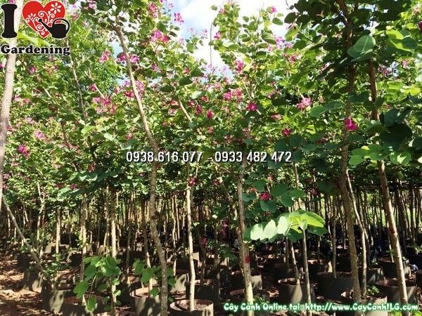 cây hoa móng bò hoa trắng đẹp sân vườn
