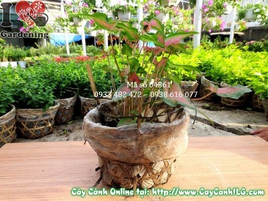 Cây môn lá đỏ cao 15cm – điểm màu sắc sân vườn