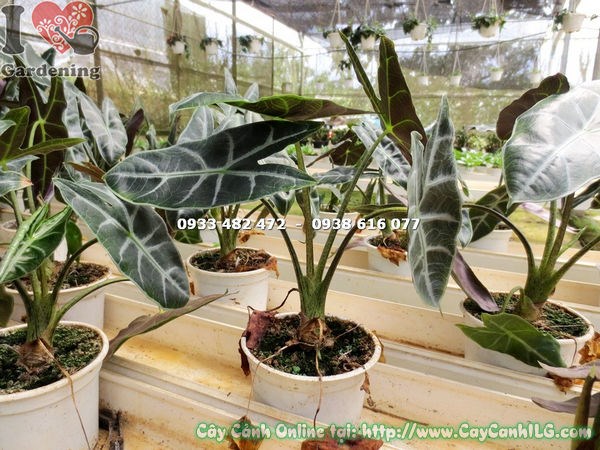 cây môn quan âm cao 25cm – lá gân trắng độc đáo