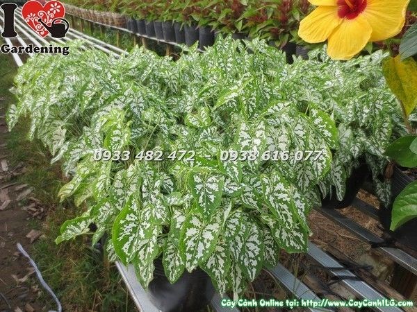Nhân giống Cây Môn Trắng tách nhánh