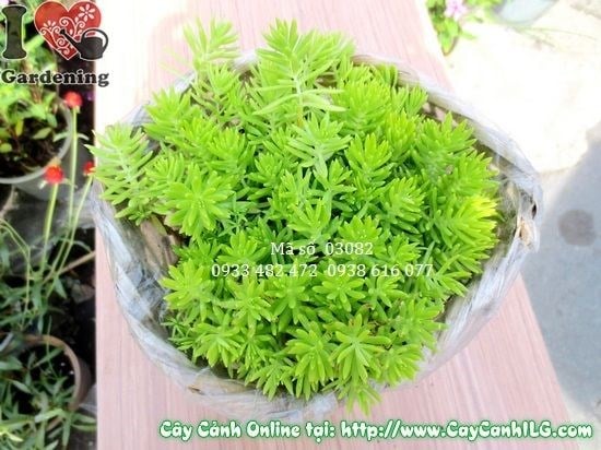 Cây Mười Giờ Pháp – bụi hoa nhỏ xinh, màu sắc tươi tắn