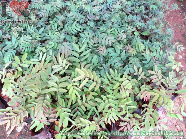 Cây Muồng Đen nở hoa vàng rực rỡ