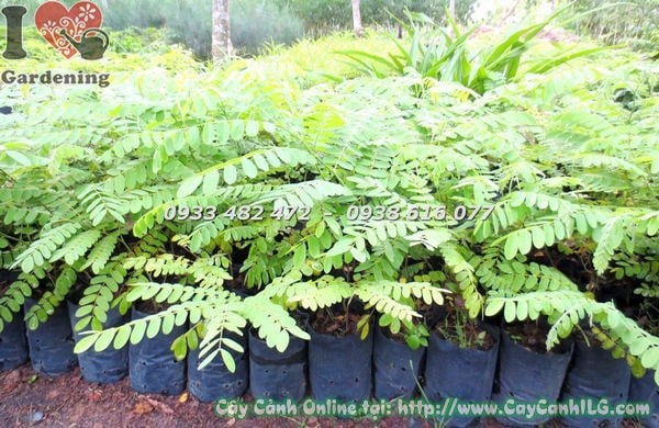 Cây muồng hoa đào – tán lá xanh rậm, hoa hồng đào đẹp