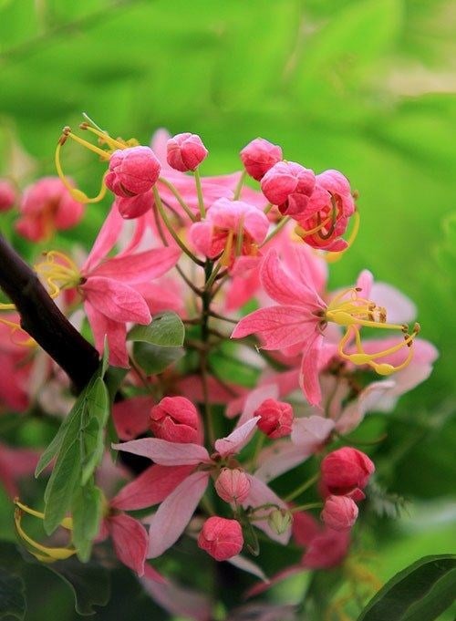 Cây muồng hoa đào – dáng cây thực tế
