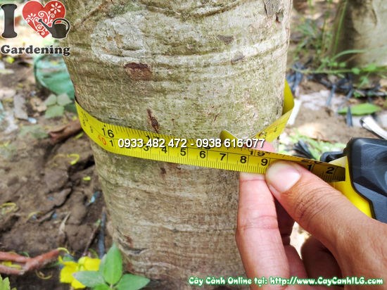 Chùm hoa vàng cây Muồng Hoàng Yến rủ xuống đẹp như thác vàng
