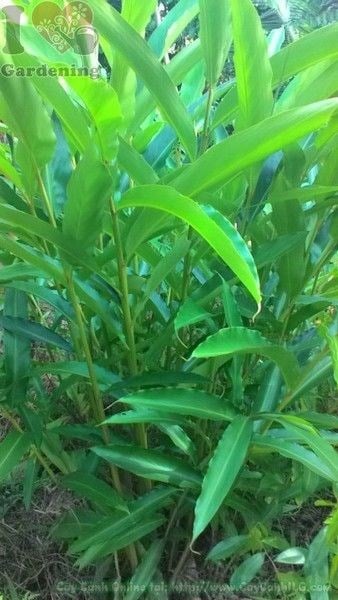 Cây ngải tiên xanh mướt tại vườn ươm ILG – Ms 23634