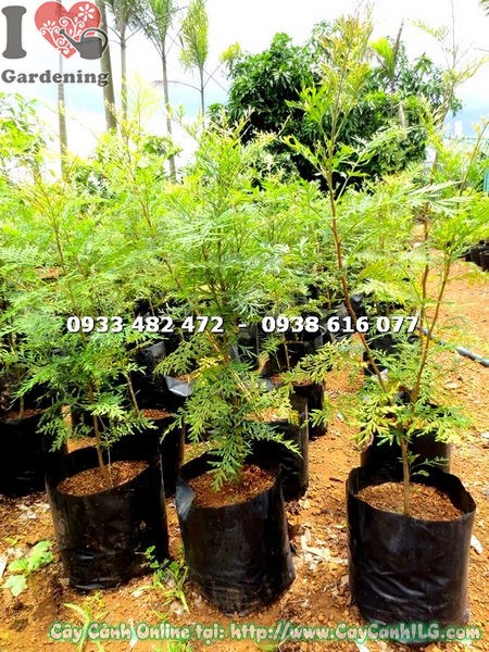 cây ngân hoa cao 1m chăm sóc tại ILG