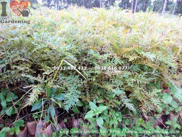 Lá và hoa cây Ngân Hoa xanh bóng, hoa trắng tinh khiết