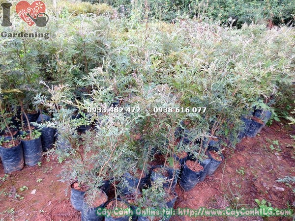 Cây Ngân Hoa ứng dụng trong cảnh quan dự án lớn