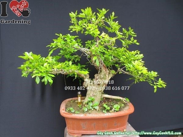 Nhân giống cây ngâu bonsai già
