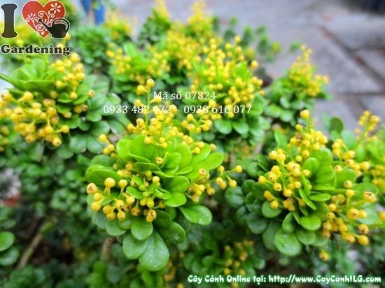 Cây ngâu tàu lớn cao 25cm tán đẹp tại vườn ILG