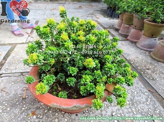 Hoa ngâu tàu vàng nhỏ li ti thơm ngát