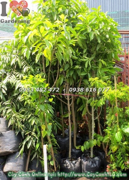 Hoa và lá cây ngọc lan cao 3m – hoa trắng thơm nồng nàn