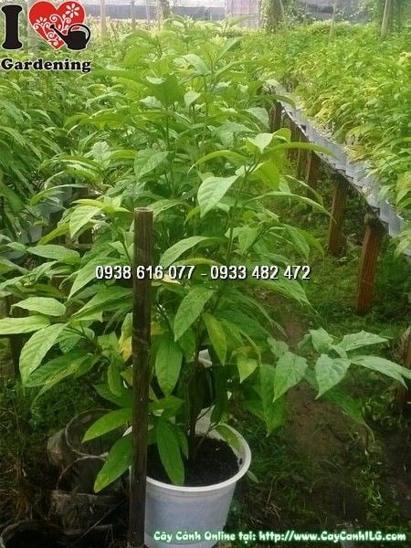 Cây Ngọc Minh Châu khỏe mạnh, lá xanh tươi tại vườn ILG