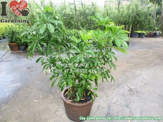 Cây ngũ gia bì cao 50cm – chăm sóc tưới nước dễ dàng