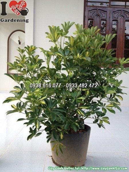 Cây ngũ gia bì vàng – ý nghĩa phong thủy và công dụng