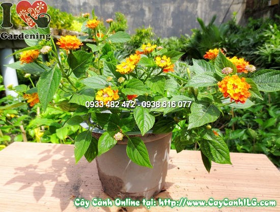 Hoa ngũ sắc nhiều màu sắc rực rỡ