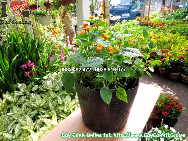 Hoa ngũ sắc nở rộ nhiều màu sắc đẹp