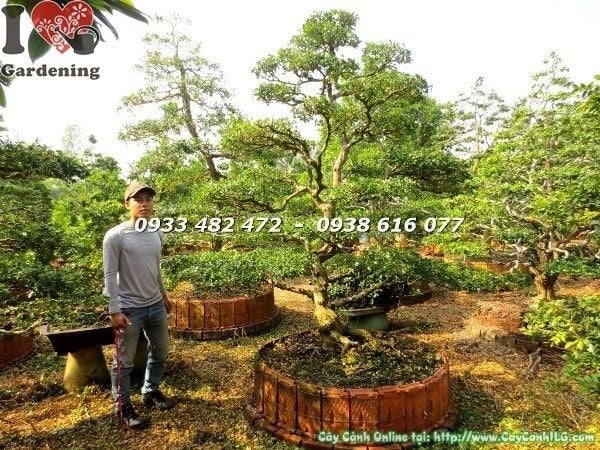 Hình ảnh thực tế cây nguyệt quế bonsai cổ thụ cao 2m5 hoành 55cm
