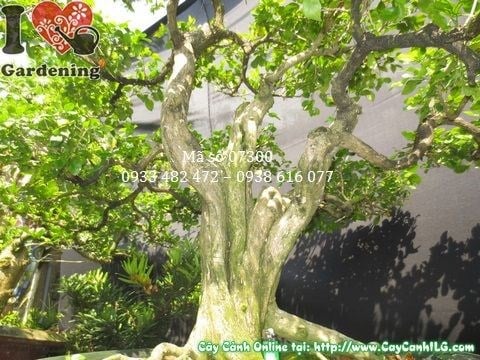 Cây nguyệt quế bonsai già đẹp 100cm nhìn toàn cảnh
