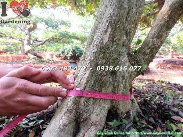 Cây Nguyệt Quế Bonsai Kiểng Cổ Hoành 90cm Cao 3m Ms 22480