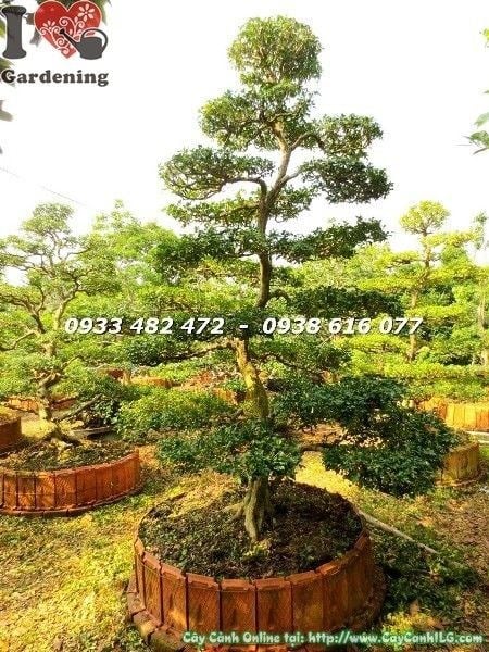Chi tiết thân và tán cây Nguyệt Quế Bonsai Kiểng Cổ hoành 90cm