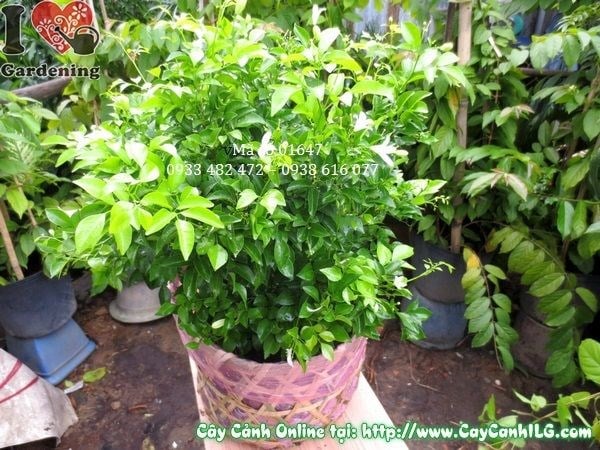 cây nguyệt quế 35cm trồng hàng rào cảnh quan