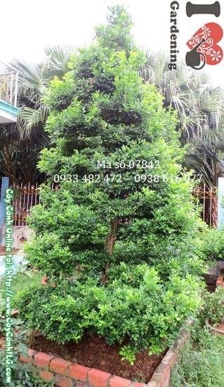 Cây nguyệt quế cắt tháp lớn cao 3,5m Ms 07842 – ILG