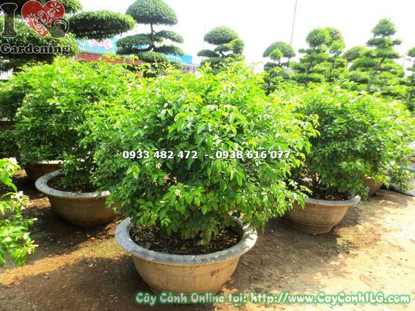 cây nguyệt quế cắt tròn cao 70cm dáng tán tròn đẹp
