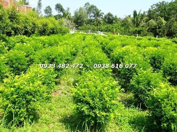 cây nguyệt quế cắt tròn cao 90cm dáng nấm đẹp Ms 23000