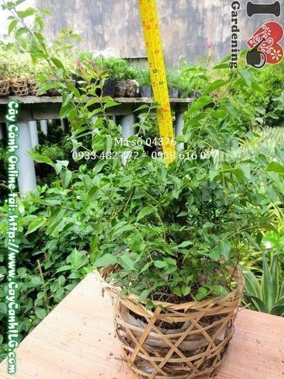 Cây nguyệt quế dây – vẻ đẹp lá bóng xanh và dáng dây mềm mại