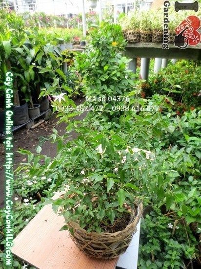 Cắt tỉa và tạo dáng cây nguyệt quế dây