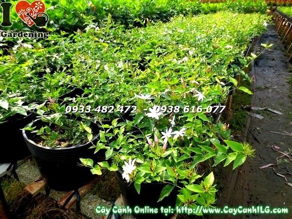 Cây nguyệt quế dây phát triển khỏe mạnh, lá xanh bóng, không sâu bệnh