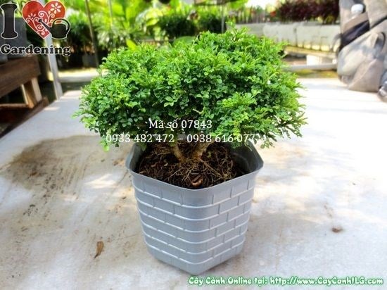 Cây nguyệt quế lá nhí nhiều kích thước tại vườn cây ILG