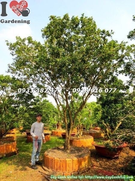 Cây nguyệt quế tán tự nhiên cao 4m hoành 60cm – tán cây nhìn gần