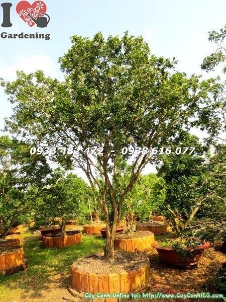 Cây nguyệt quế tán tự nhiên 4m hoành 60cm – góc nhìn khác